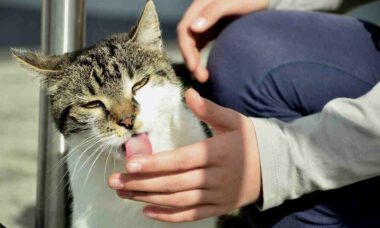 Especialista explica por que seu gato gosta tanto de lamber você