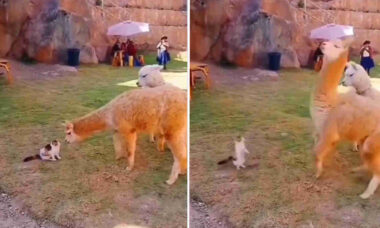 Vídeo hilário: gatos enfrentam cobra, alpaca, tigre e até urso