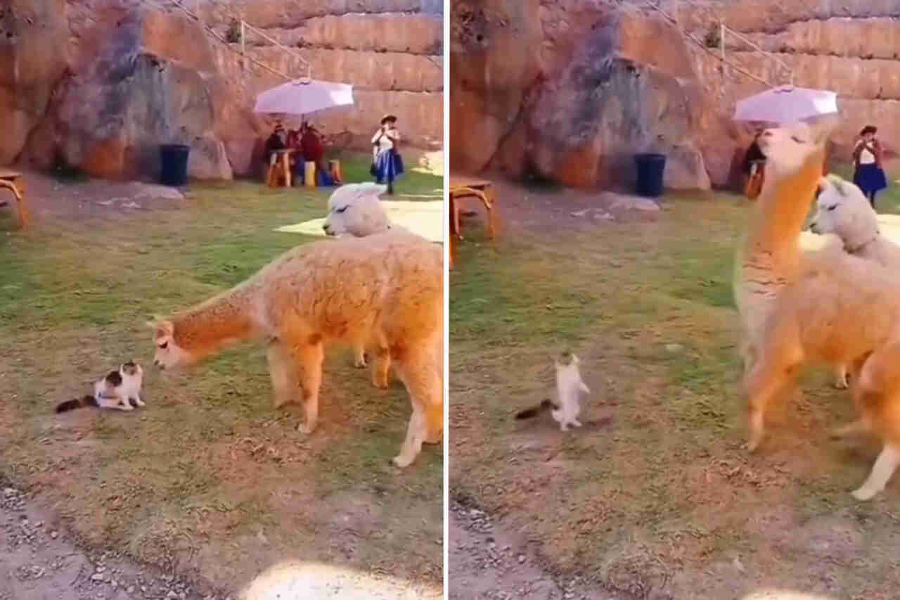 Lustiges Video: Katzen stellen sich Schlange, Alpaka, Tiger und sogar Bär