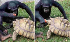 Vídeo fofo: chimpanzé compartilha maçã com tartaruga