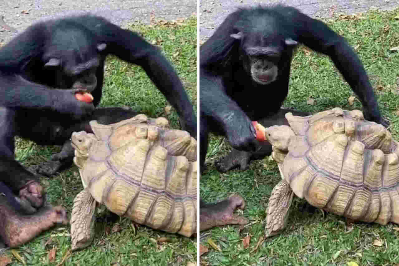 Cute Video: Chimpanzee Shares Apple with Turtle