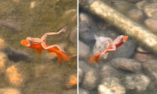 Vídeo registra sapo folgado pegando carona com um peixe