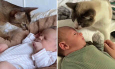 Vídeo fofo: gatos e bebês protagonizam momentos cheios de ternura