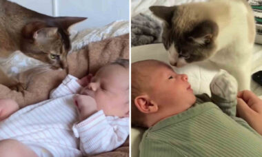 Vídeo fofo: gatos e bebês protagonizam momentos cheios de ternura