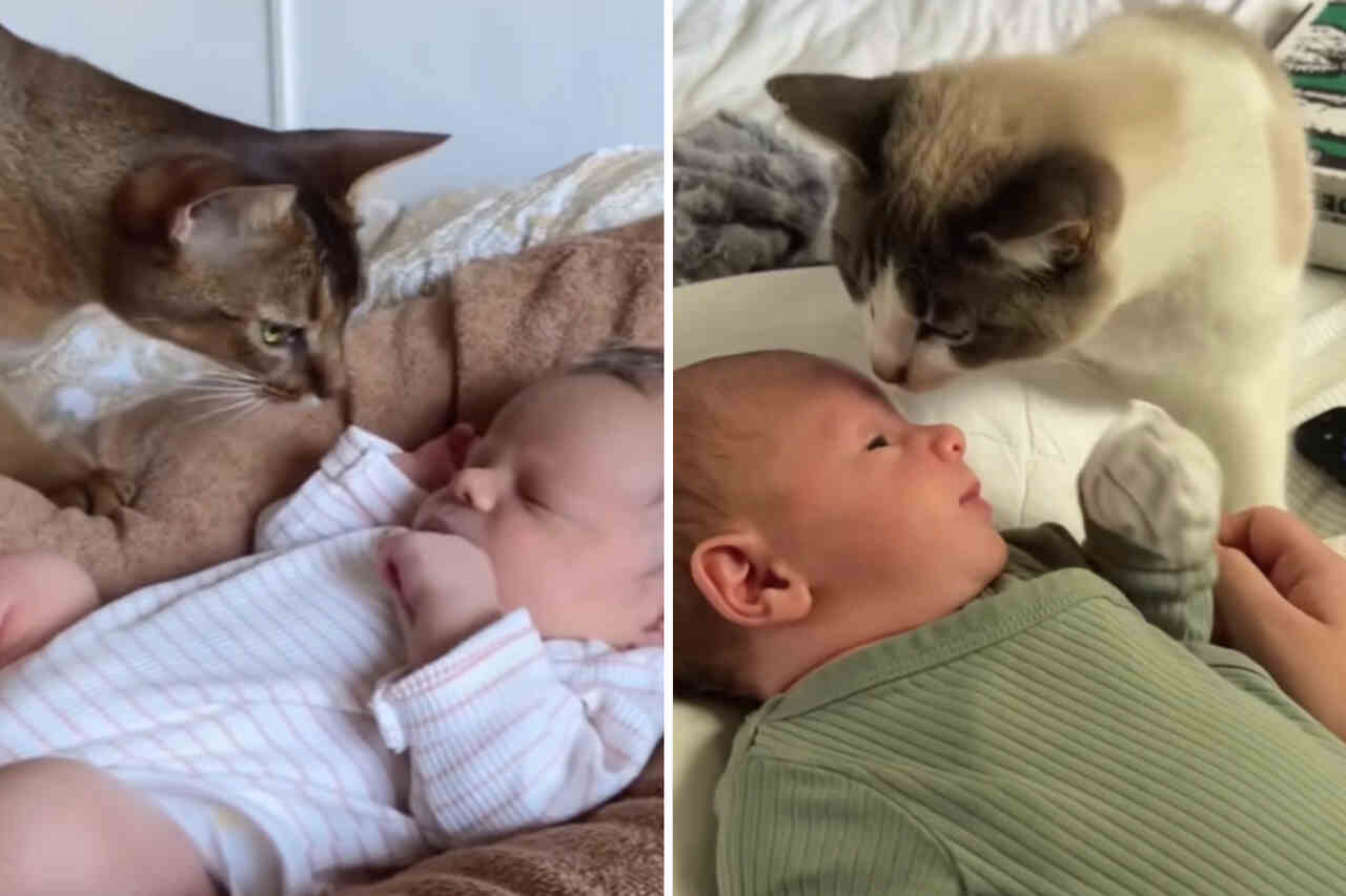Vídeo fofo: gatos e bebês protagonizam momentos cheios de ternura