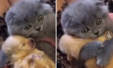 Vídeos fofos registram momentos de ternura entre cães e gatos
