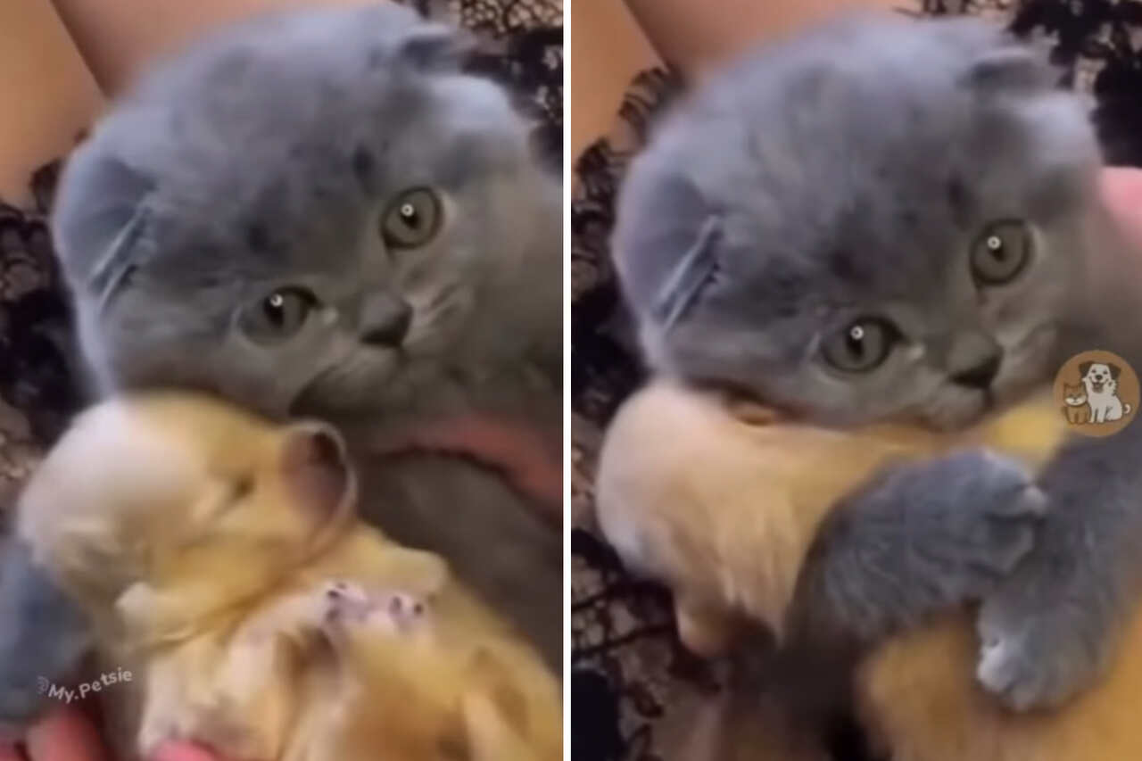 Vídeos fofos registram momentos de ternura entre cães e gatos