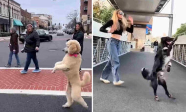 Vídeos hilários mostram cães que pensam ser bípedes