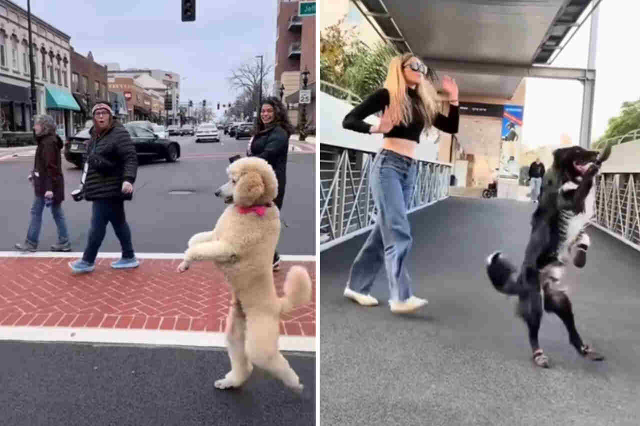 Roliga videor visar hundar som tror att de är tvåbenta