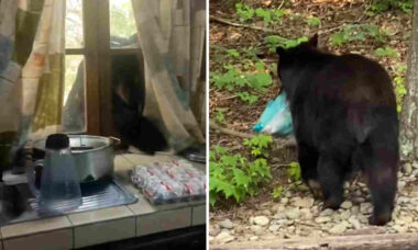 Vídeo impressionante mostra ursos destruindo casas e furtando comida