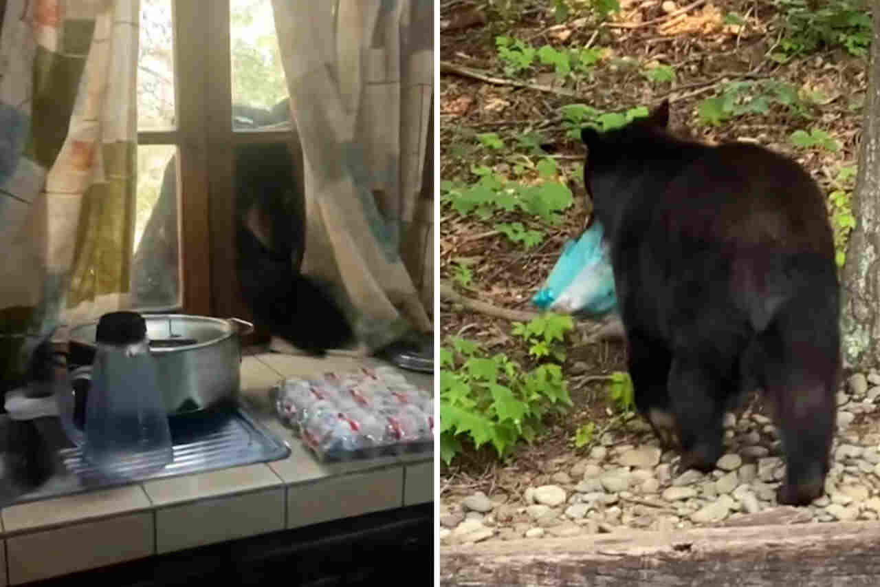 Indrukwekkende video toont beren die huizen vernielen en voedsel stelen
