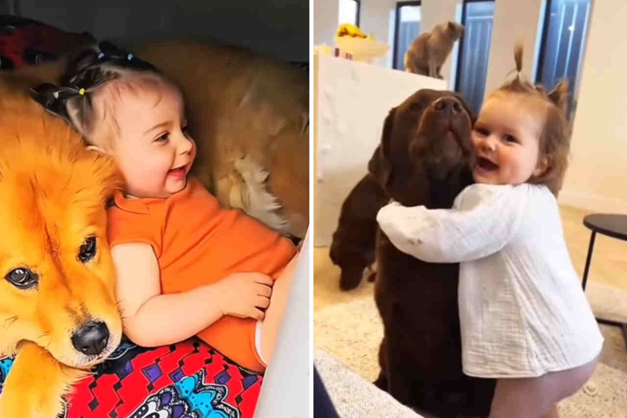 Vídeo extremamente fofo mostra interação entre cães e bebês