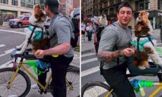 Vídeo fofo: cães uivam para imitar ambulância na rua