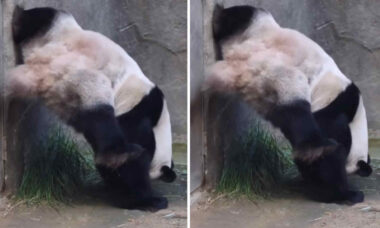 Vídeo hilário: panda utiliza técnica bizarra ao utilizar o banheiro