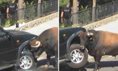 Vídeo impressionante registra animais em dia de fúria