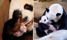 Vídeo fofo registra crescimento de bebê panda, do nascimento à adolescência