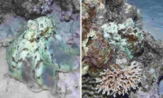 Vídeo impressionante: confira o incrível poder de mimetismo dos polvos