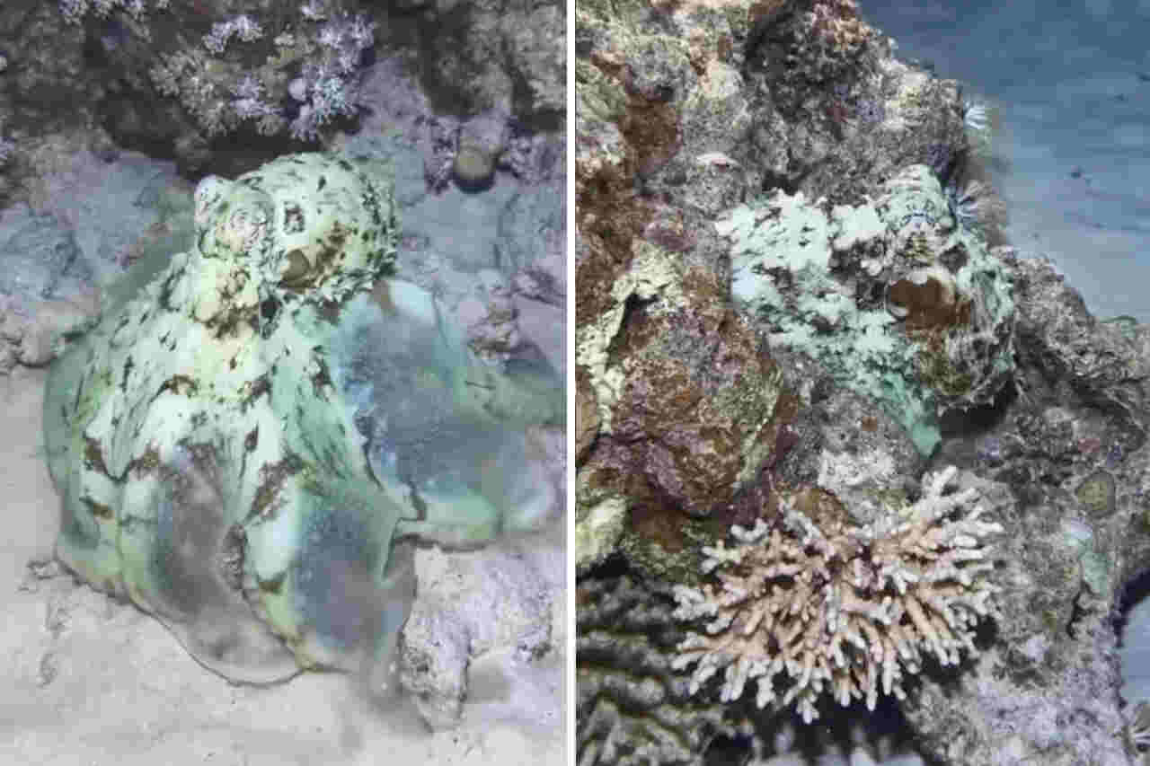 Imponerende video: Se den utrolige kamuflagedygtighed hos blæksprutter