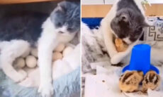 Vídeo fofo mostra gata chocando e cuidando de uma ninhada de pintinhos