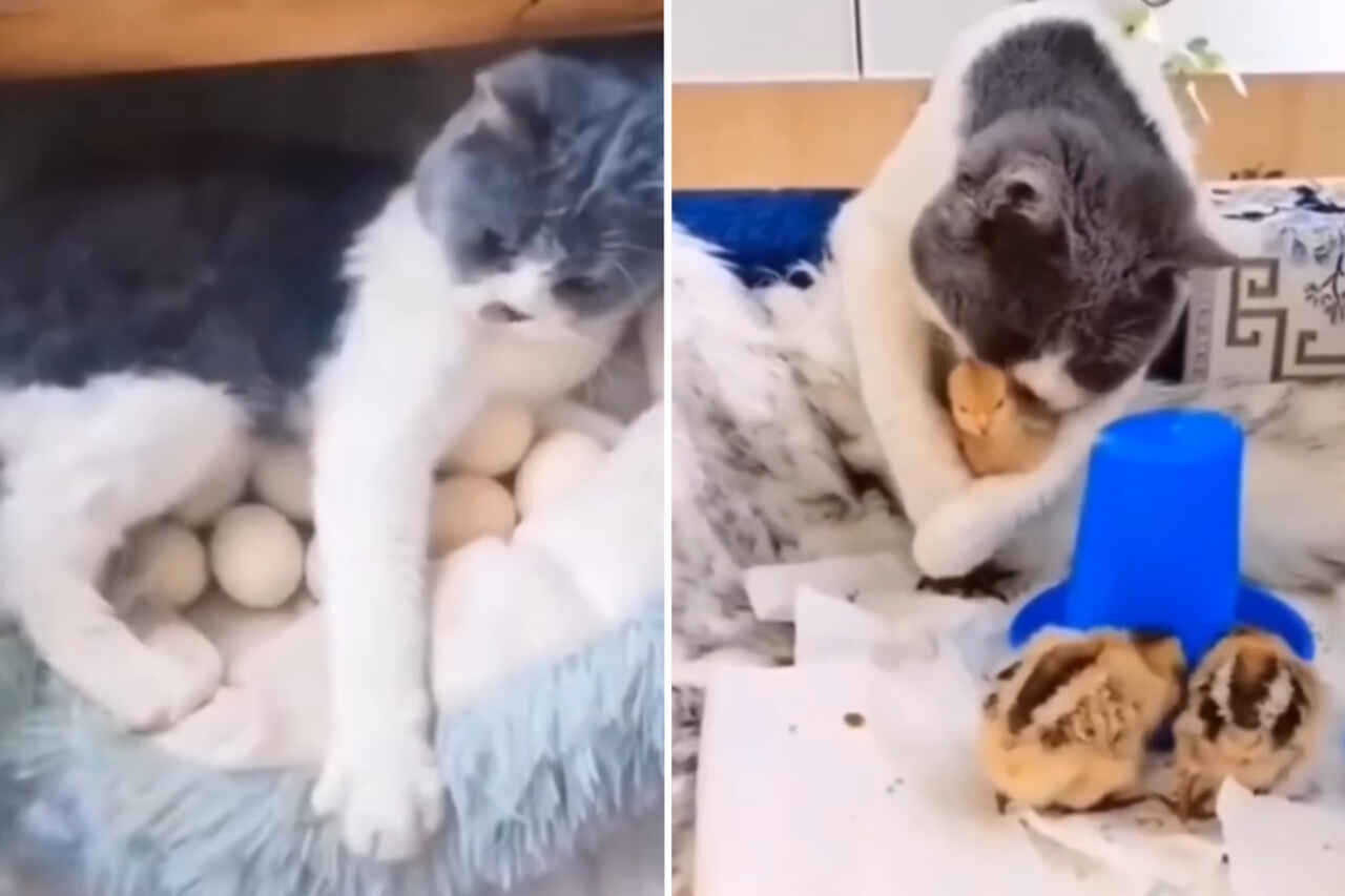 Video carino mostra un gatto che covando e si prende cura di una nidiata di pulcini