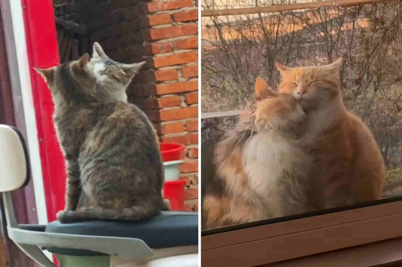 Vidéo adorable montrant les chats les plus romantiques connus