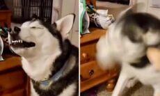 Vídeo hilário registra cães em plena crise de espirros