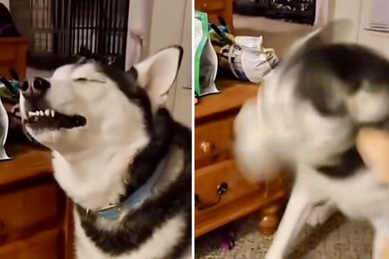 Sjov video fanger hunde midt i en nys-krise