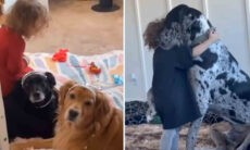 Vídeos fofos comprovam que os cães são as melhores babás de bebês humanos