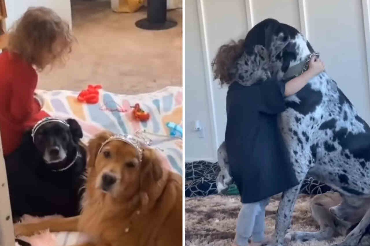 Süße Videos beweisen, dass Hunde die besten Babysitter für menschliche Babys sind