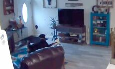 Câmera flagra momento hilário em que cachorro abre buraco na parede e congela de susto. TikTok @redneckstephy