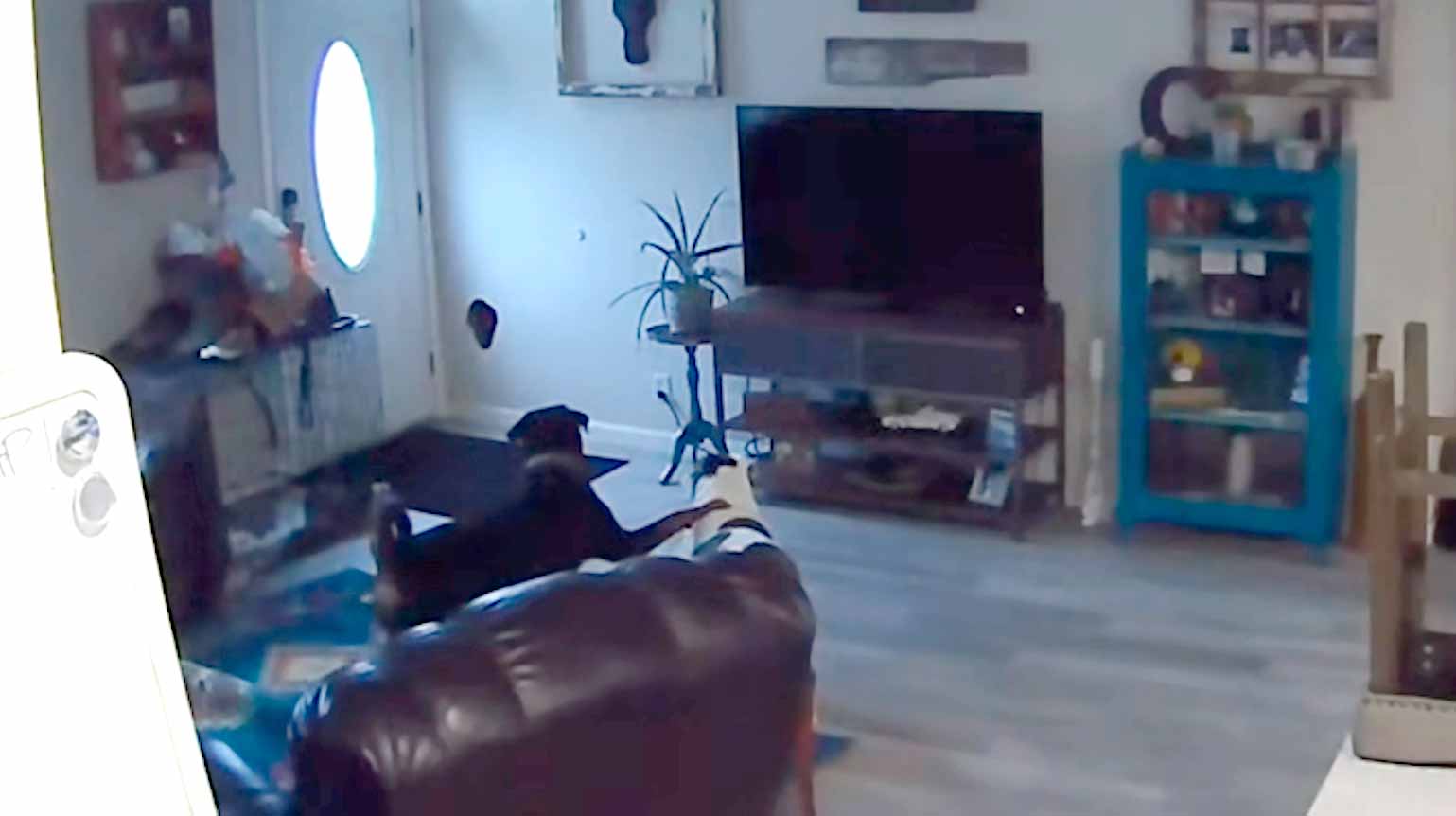 Câmera flagra momento hilário em que cachorro abre buraco na parede e congela de susto. TikTok @redneckstephy