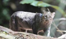 Conheça o jaguarundi, animal que parece um cruzamento de gato com lontra