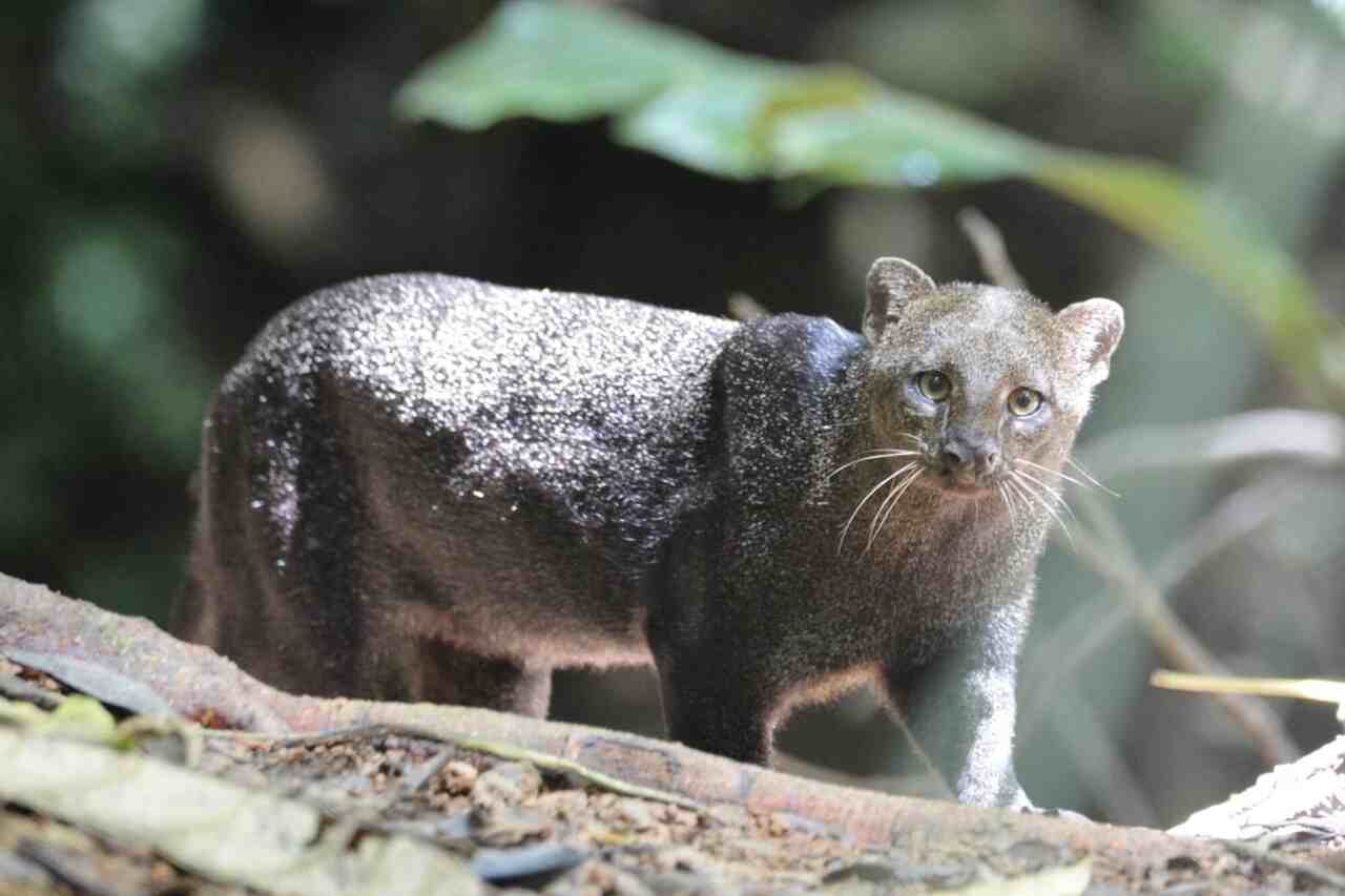 Conheça o jaguarundi, animal que parece um cruzamento de gato com lontra