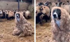 Vídeo hilário mostra cão tentando se infiltrar em rebanho de ovelhas — e falhando de forma cômica. X @HeckinGoodDogs