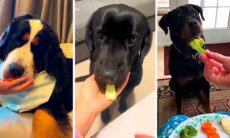 Vídeos mostram reações hilárias de cães quando donos oferecem vegetais. Foto e vídeo: Instagram @dog.laughs.daily