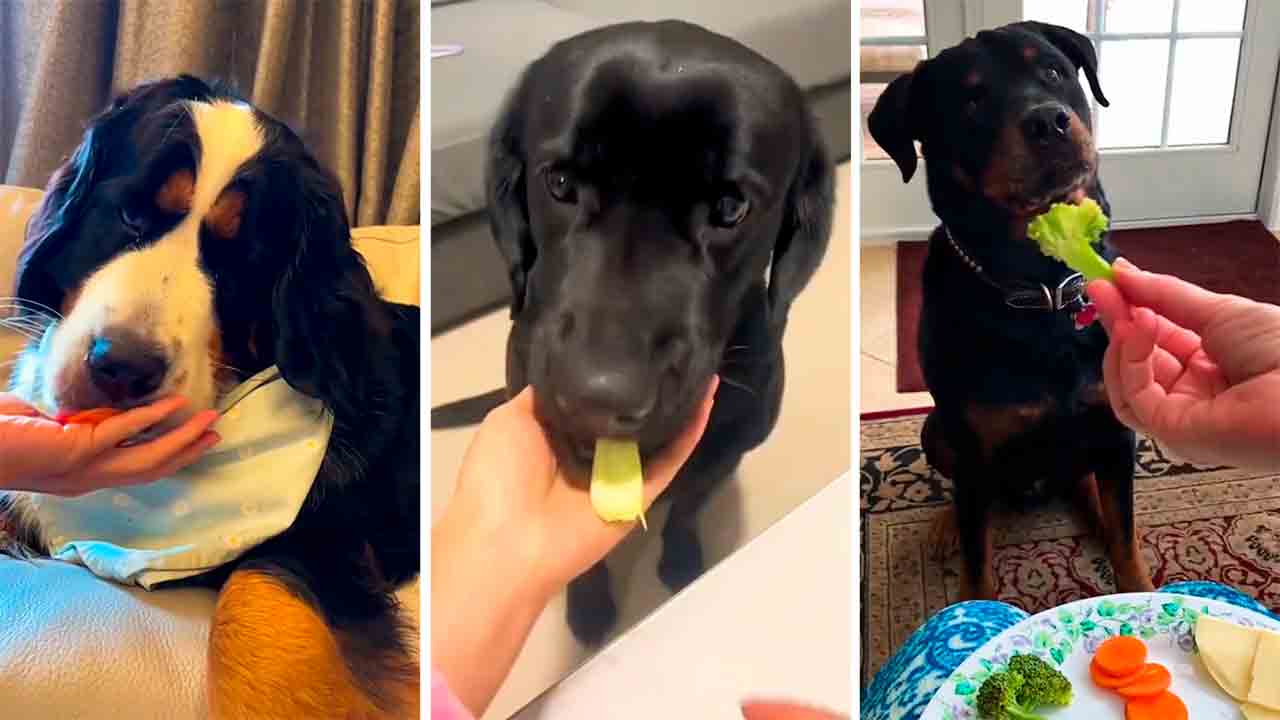 Vídeos mostram reações hilárias de cães quando donos oferecem vegetais. Foto e vídeo: Instagram @dog.laughs.daily