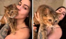 Toffee, o gato paraplégico que viralizou no TikTok. TikTok @toffeetheparaplegiccat