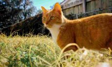 15 sinais que os gatos dão para mostrar que prefeririam viver fora de casa