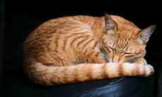 Posição de dormir dos gatos dá dicas de como ele está se sentindo