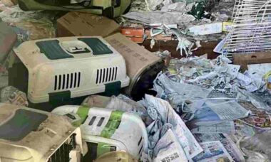 100 gatos são encontrados mortos em casa de mulher que, supostamente, deveria abrigá-los