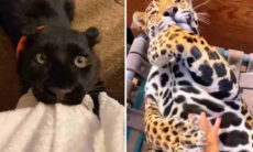 Vídeo fofo mostra tigres, leopardos e panteras agindo como gatinhos