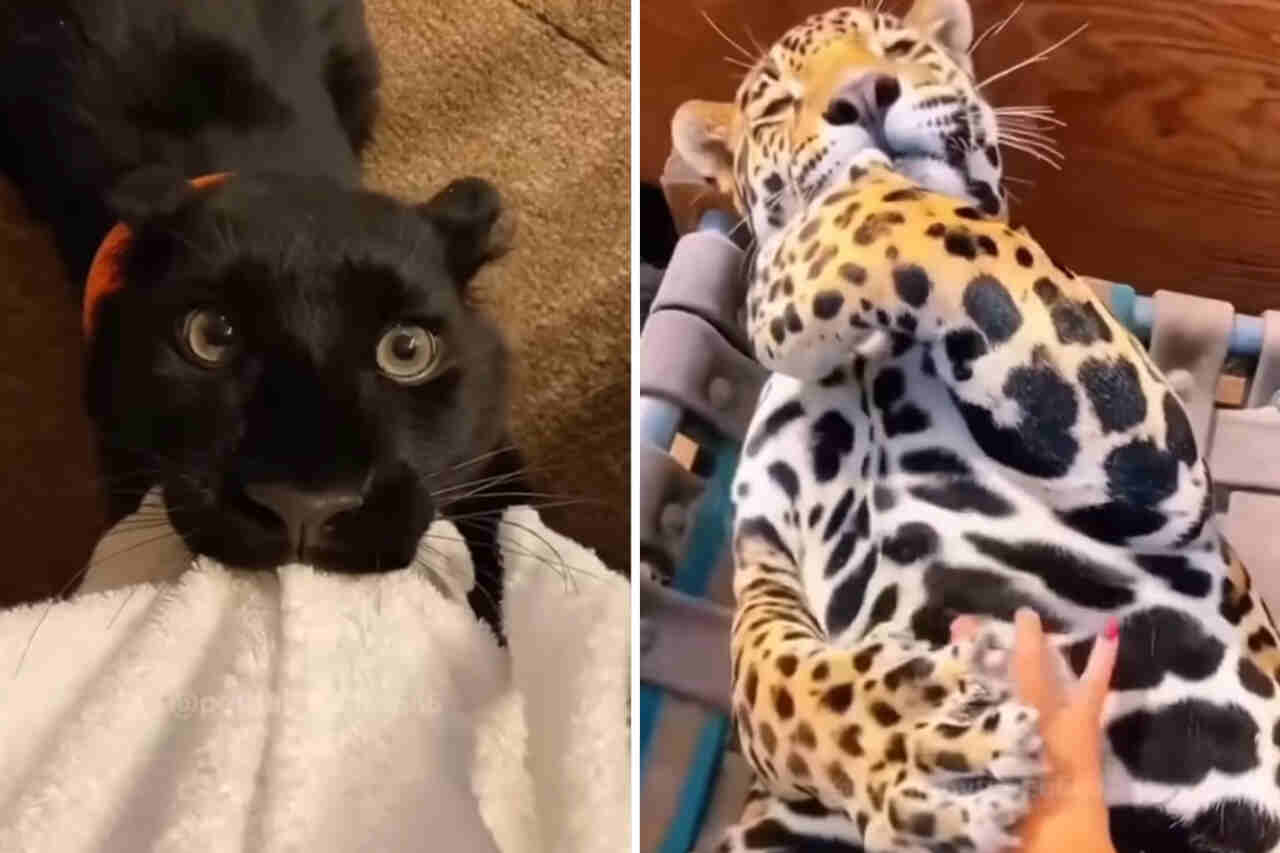 Sødt video viser tigre, leoparder og pantere opfører sig som killinger