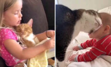 Vídeo fofo mostra momentos de ternura entre bebês e gatos