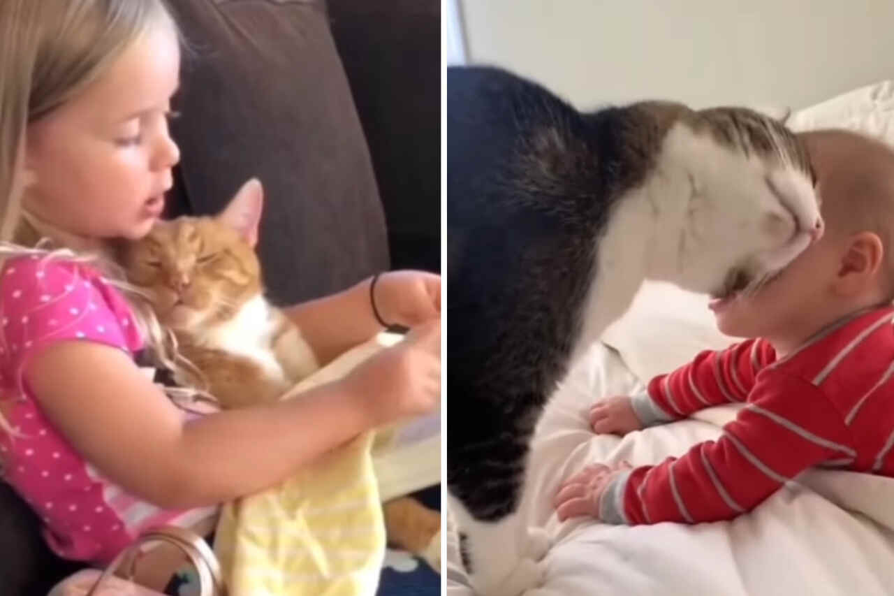 Vídeo fofo mostra momentos de ternura entre bebês e gatos
