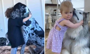 Mais um vídeo fofo de cães e crianças para aquecer seu coração