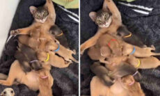 Vídeo fofo: gata generosa alimenta ninhada de cãezinhos esfomeados