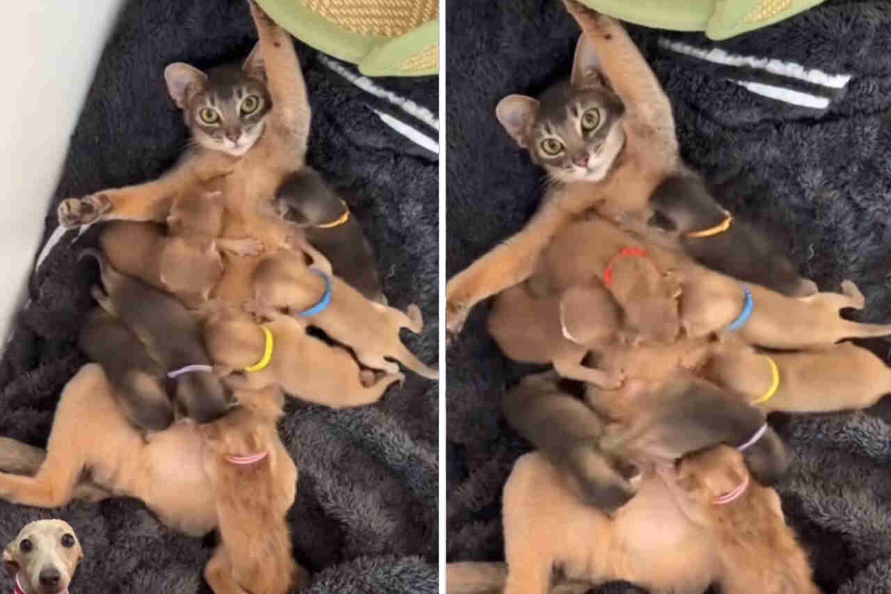 Video adorabile: gatta generosa nutre una cucciolata di cagnolini affamati