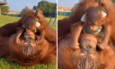 Vídeo fofo registra mamãe orangotango mimando seu filhote