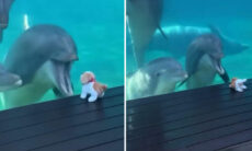 Vídeo fofo registra golfinhos interagindo com cãozinho de brinquedo