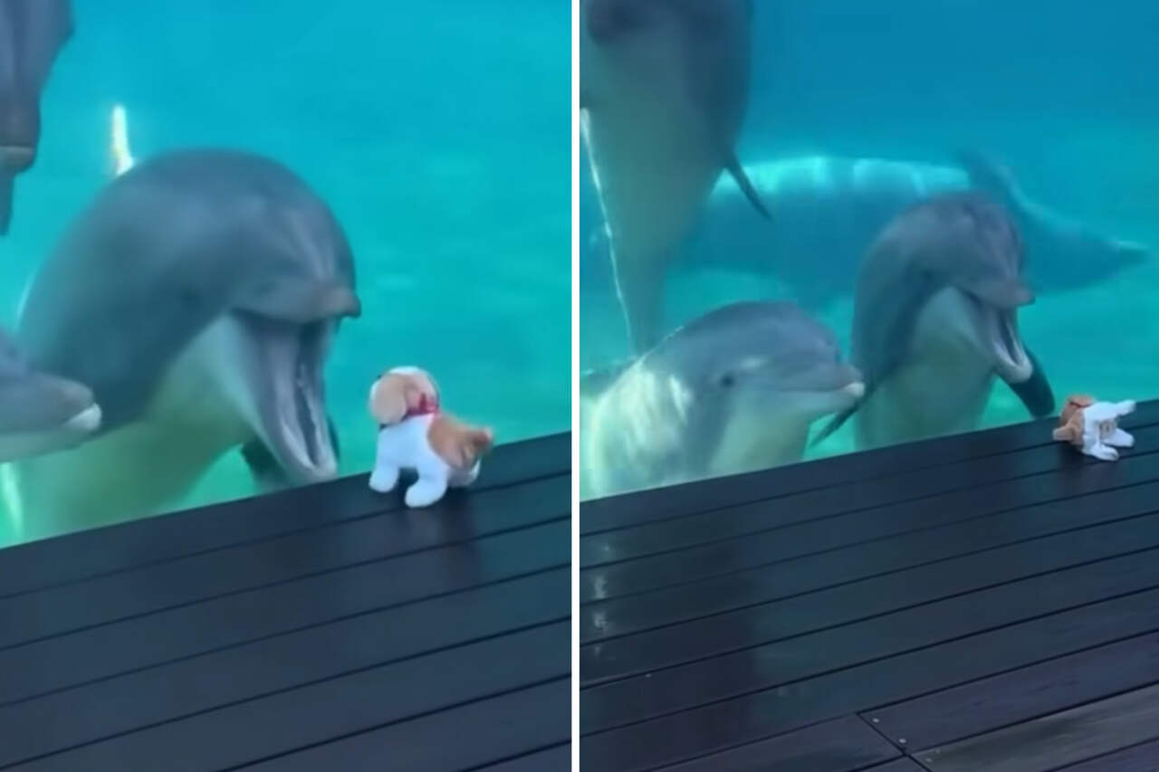 Roztomilé video zaznamenává delfíny, jak si hrají s plyšovým pejskem